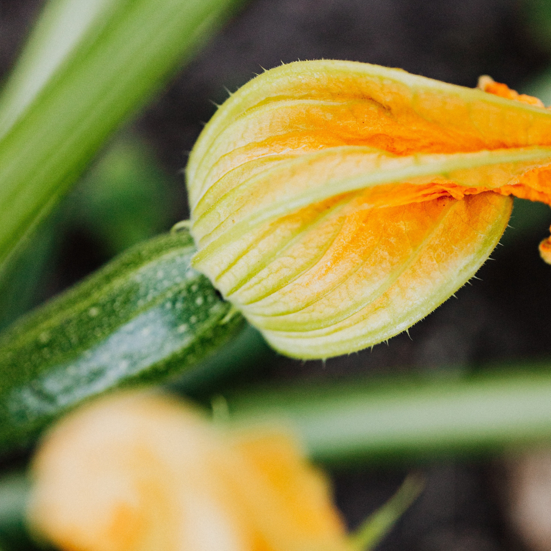 pause_terroir_instagram_ragt_jardinmaison_soupe_legumes (6)